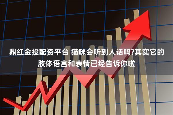 鼎红金投配资平台 猫咪会听到人话吗?其实它的肢体语言和表情已经告诉你啦